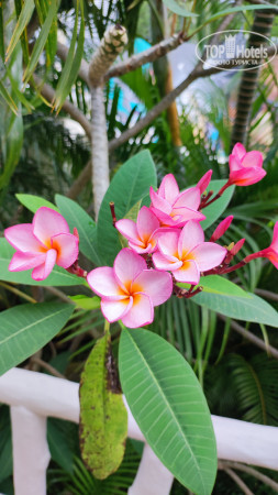 Orchidacea Resort 3* - Фото отеля