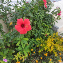Zahabia Hotel & Beach Resort 4* - Фото отеля