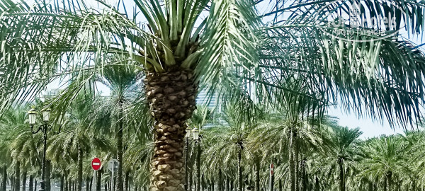 Nejoum Al Emarat 3* - Фото отеля