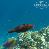 Zahabia Hotel & Beach Resort 4* При пляже нашего отеля один из лучших рифов в Хургаде – огромный, населённый всеми видами фауны Красного моря. - Фото отеля