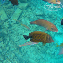 Zahabia Hotel & Beach Resort 4* - Фото отеля