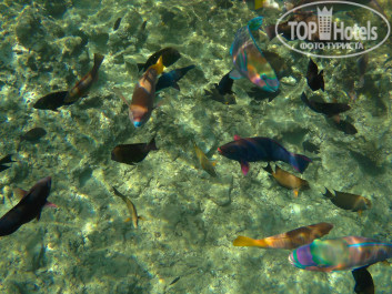 Zahabia Hotel & Beach Resort 4* - Фото отеля