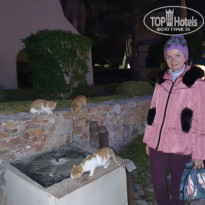 Zahabia Hotel & Beach Resort 4* Голодные коты, живущие на территории отеля, которых никто не кормит. При том, что в ресторане остаются тонны еды после туристов. Мое предложение к администрации – организовать «кошачью столовую», где местные котики смогут найти себе пропитание. Ведь это т - Фото отеля