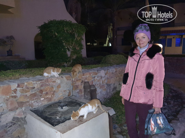 Zahabia Hotel & Beach Resort 4* Голодные коты, живущие на территории отеля, которых никто не кормит. При том, что в ресторане остаются тонны еды после туристов. Мое предложение к администрации – организовать «кошачью столовую», где местные котики смогут найти себе пропитание. Ведь это т - Фото отеля