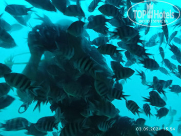 Zahabia Hotel & Beach Resort 4* - Фото отеля