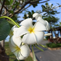 Heritage Pattaya Beach Resort 4* Оформление территории отеля - Фото отеля