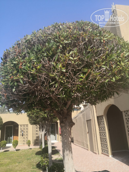 Carlton Sharjah 4* - Фото отеля