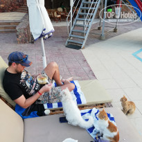 Zahabia Hotel & Beach Resort 4* Муж делится с котами МОИМ обедом :) - Фото отеля
