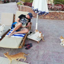 Zahabia Hotel & Beach Resort 4* Из-под лежака выглядывает Буренка, как мы прозвали эту черно-белую кошку, которая готовится стать мамой. Ей тоже нужно усиленное питание! - Фото отеля
