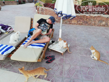 Zahabia Hotel & Beach Resort 4* Из-под лежака выглядывает Буренка, как мы прозвали эту черно-белую кошку, которая готовится стать мамой. Ей тоже нужно усиленное питание! - Фото отеля