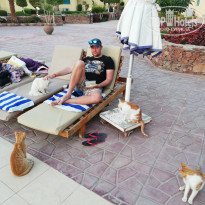 Zahabia Hotel & Beach Resort 4* Коты ждут от вас не только еды, но и ласки. Иногда даже больше именно ее. - Фото отеля