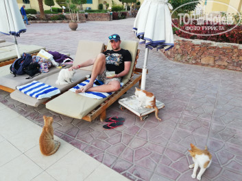 Zahabia Hotel & Beach Resort 4* Коты ждут от вас не только еды, но и ласки. Иногда даже больше именно ее. - Фото отеля