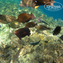 Zahabia Hotel & Beach Resort 4* Обитатели коралловых рифов пляжа &quot;Захабия&quot; - Фото отеля