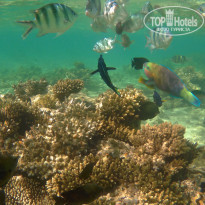 Zahabia Hotel & Beach Resort 4* Обитатели коралловых рифов пляжа &quot;Захабия&quot; - Фото отеля
