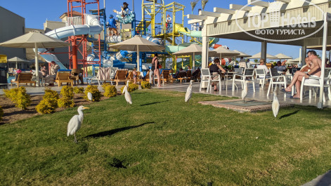 Pickalbatros Aqua Park Resort - Hurghada 4* - Фото отеля