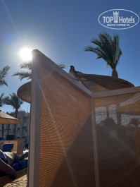 Pickalbatros Palace Resort - Hurghada 5* Шезлонги огорожены от ветров - Фото отеля