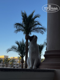 Pickalbatros Palace Resort - Hurghada 5* - Фото отеля