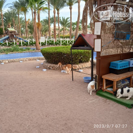 Giftun Azur Resort 3* домик для котиков.все сыты,привиты,стерилизованы. - Фото отеля