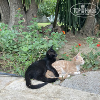 Котики радовали глаз)