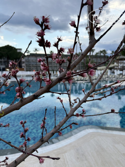 Alva Donna World Palace 5* - Фото отеля