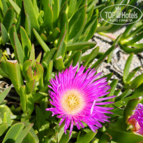 Green Paradise Beach Hotel 4* - Фото отеля