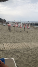 Quattro Beach Spa & Resort 5* - Фото отеля