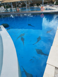 Miarosa Kemer Beach 5* - Фото отеля