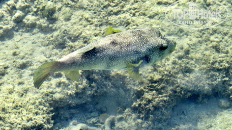Stella Beach Resort & SPA Makadi Bay 5* - Фото отеля