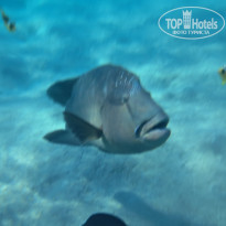 Naama Bay Promenade Beach Resort Managed By Accor 5* Рыба Наполеон, её все пытаются погладить и плавают за ней - Фото отеля
