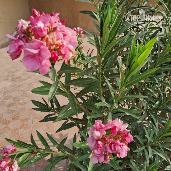 Carlton Sharjah 4* - Фото отеля