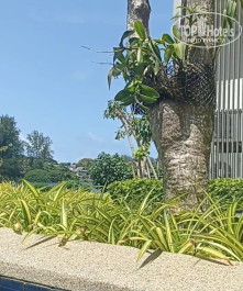 Cassia Phuket 4* бассейн - Фото отеля