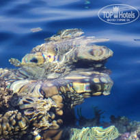 Dreams Vacation Resort Sharm El Sheikh 4* - Фото отеля