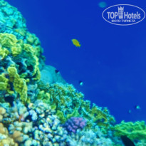 Dreams Vacation Resort Sharm El Sheikh 4* - Фото отеля