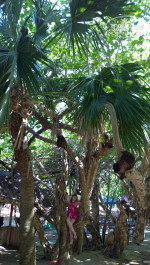 Brisas Del Caribe 4* - Фото отеля