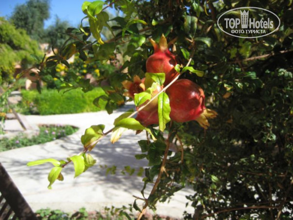 Paradise Abu Soma 4* описание - Фото отеля