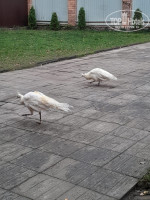 �������� �����