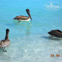 Brisas Del Caribe 4* пеликаны - Фото отеля