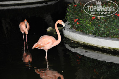 Grand Palladium Punta Cana Resort & Spa 5* фламинго у ресепшн отеля Баваро - Фото отеля
