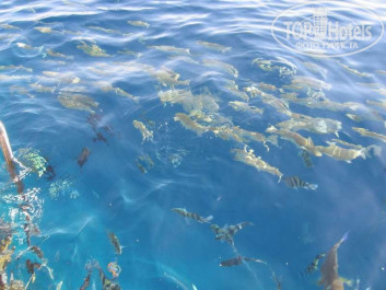 Dreams Vacation Resort Sharm El Sheikh 4* кормление рыбок в море - Фото отеля