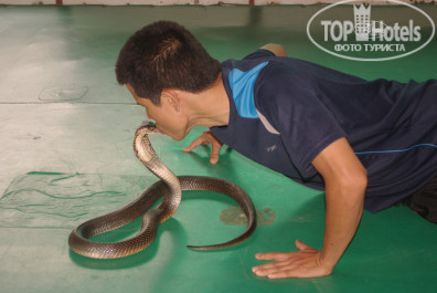 Phuket Island View 3* шоу со змеями - Фото отеля