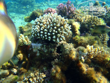 Zahabia Hotel & Beach Resort 4* Подводный мир - Фото отеля