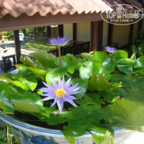 Diamond Cottage Resort & Spa 4* Кувшинка у бассейна. - Фото отеля