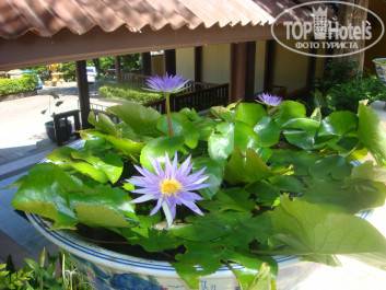 Diamond Cottage Resort & Spa 4* Кувшинка у бассейна. - Фото отеля