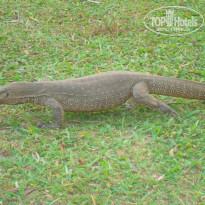 Cinnamon Bentota Beach 4* - Фото отеля