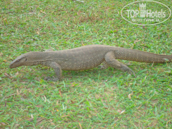 Cinnamon Bentota Beach 4* - Фото отеля