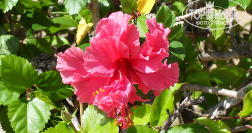 Brisas Del Caribe 4* Цветочки в отеле - Фото отеля