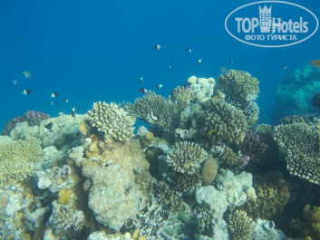 Zahabia Hotel & Beach Resort 4* - Фото отеля