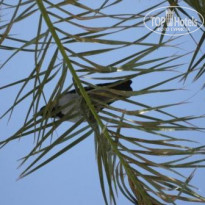 Jaz Makadina 5* ворона!!! на пальме (опознана по характерному &quot;КАР&quot; - Фото отеля