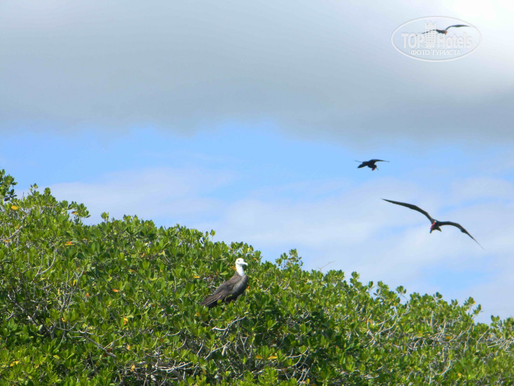 Grand Palladium Punta Cana Resort & Spa 5* Мангровые заросли и птицы фрегаты - Фото отеля