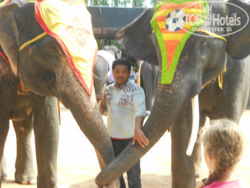 Ibis Pattaya 3* Парк Нонг Нуч. Шоу слонов. - Фото отеля